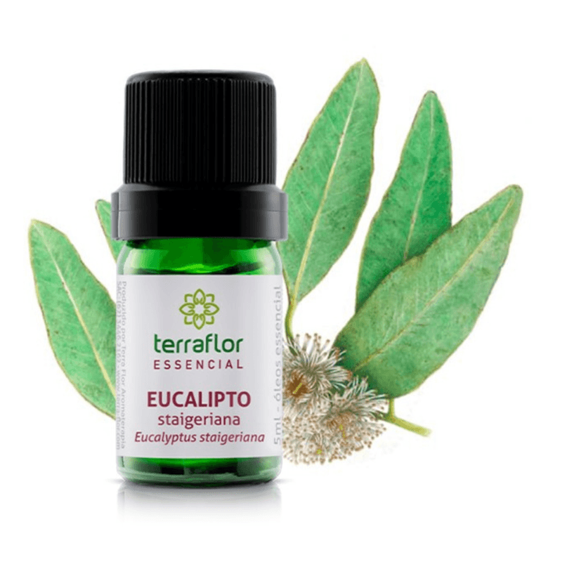 Oleo-Essencial-de-Eucalipto-Staigeriana-5ml-–-Terra-Flor--2-