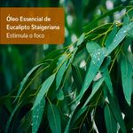 Oleo-Essencial-de-Eucalipto-Staigeriana-5ml-–-Terra-Flor--1-