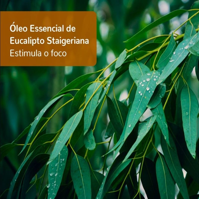 Oleo-Essencial-de-Eucalipto-Staigeriana-5ml-–-Terra-Flor--1-